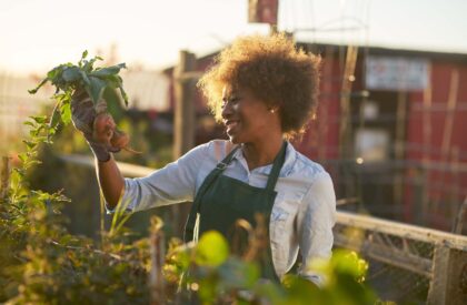 young african american woman inpsecting beets just pulled from the dirt in community urban garden
